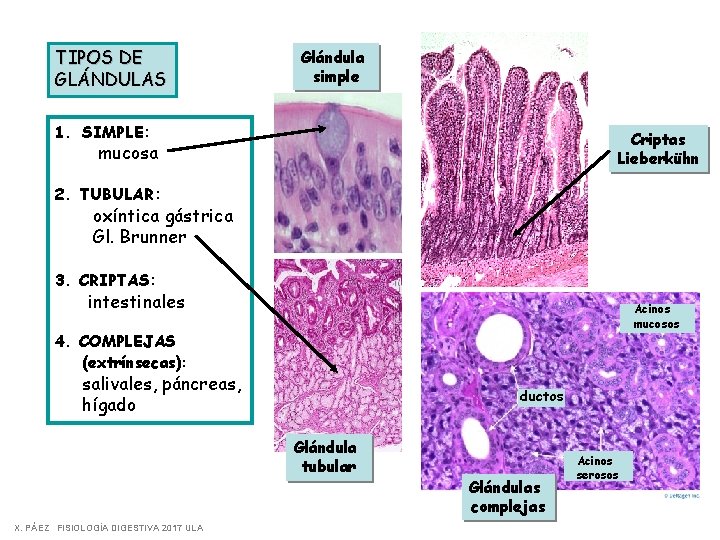 TIPOS DE GLÁNDULAS Glándula simple 1. SIMPLE: Criptas Lieberkühn mucosa 2. TUBULAR: oxíntica gástrica