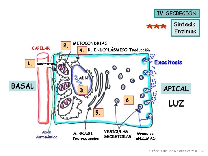 IV. SECRECIÓN *** CAPILAR 1. 2. Síntesis Enzimas MITOCONDRIAS 4. R. ENDOPLÁSMICO Traducción Exocitosis