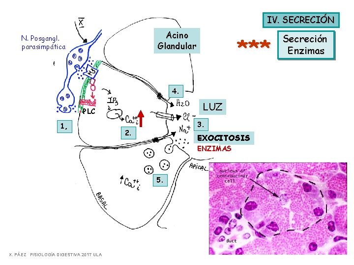 IV. SECRECIÓN Acino Glandular N. Posgangl. parasimpática *** 4. LUZ PLC 1, 3. 2.