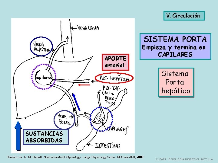 V. Circulación SISTEMA PORTA APORTE arterial Empieza y termina en CAPILARES capilares Sistema Porta