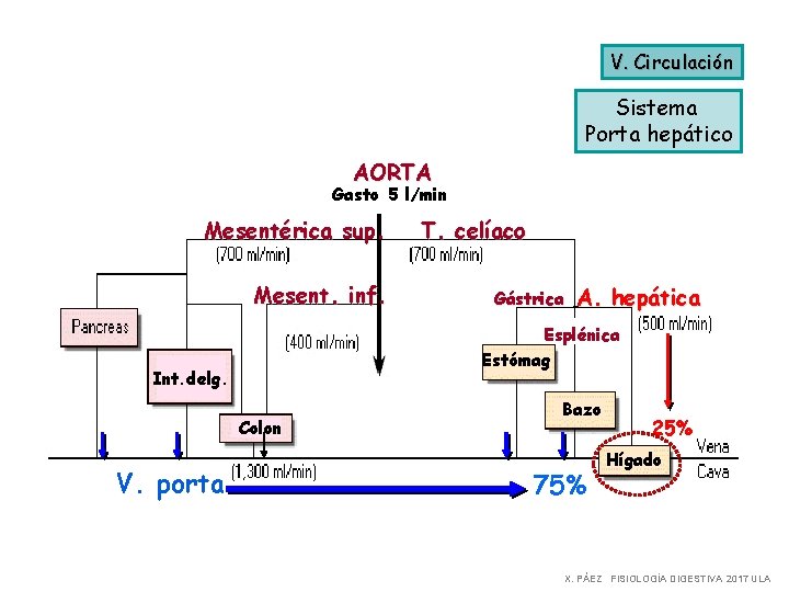 V. Circulación Sistema Porta hepático AORTA Gasto 5 l/min Mesentérica sup. Mesent. inf. Gástrica