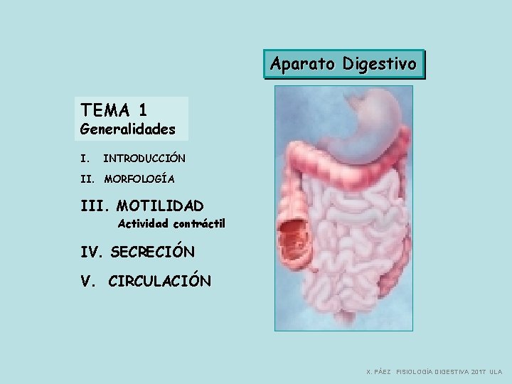 Aparato Digestivo TEMA 1 Generalidades I. INTRODUCCIÓN II. MORFOLOGÍA III. MOTILIDAD Actividad contráctil IV.