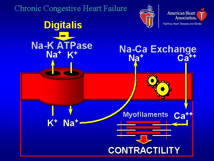 Chronic Congestive Heart Failure Digitalis Na-K ATPase Na+ K+ K+ Na-Ca Exchange Na+ Myofilaments