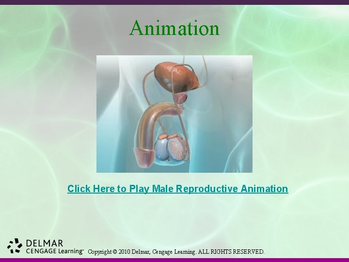 Animation Click Here to Play Male Reproductive Animation Copyright © 2010 Delmar, Cengage Learning.