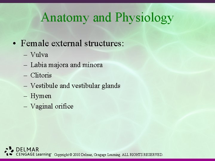 Anatomy and Physiology • Female external structures: – – – Vulva Labia majora and