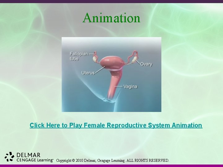 Animation Click Here to Play Female Reproductive System Animation Copyright © 2010 Delmar, Cengage