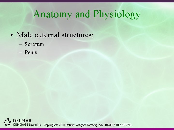 Anatomy and Physiology • Male external structures: – Scrotum – Penis Copyright © 2010