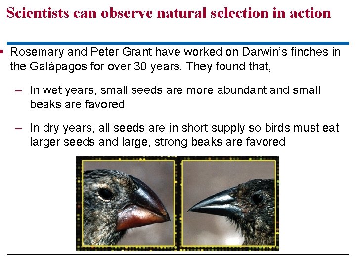 Scientists can observe natural selection in action Rosemary and Peter Grant have worked on