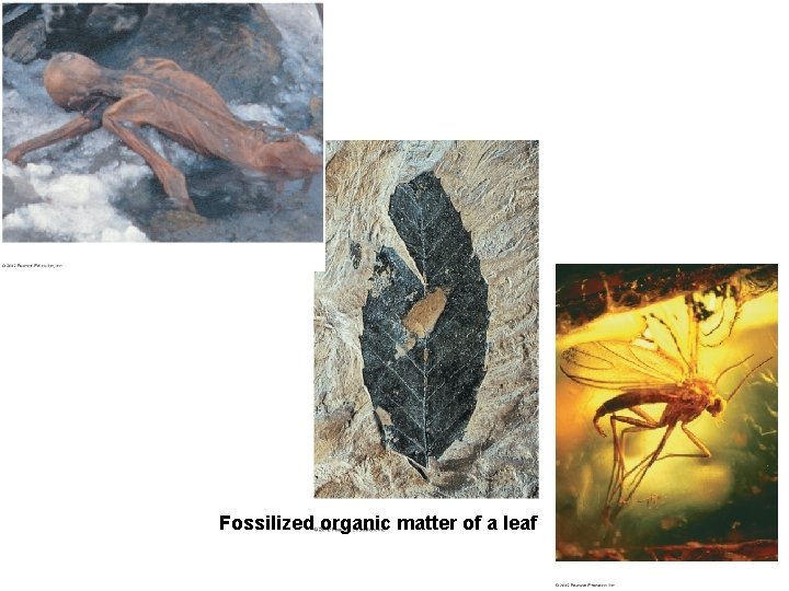 Figure 13. 4 D Fossilized organic matter of a leaf 