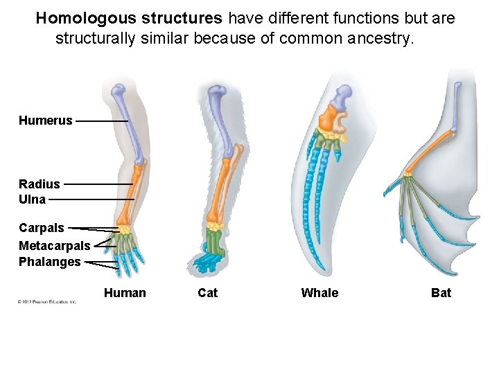 Homologous structures have different functions but are structurally similar because of common ancestry. Humerus