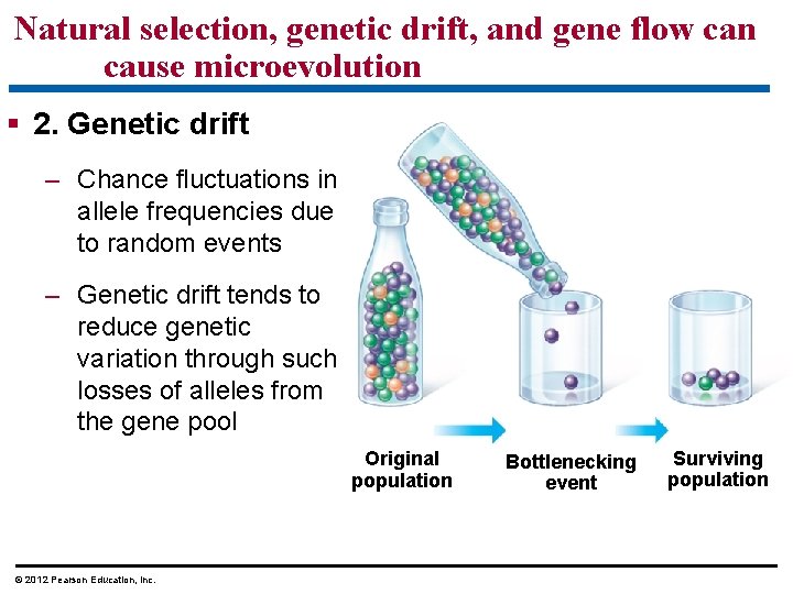 Natural selection, genetic drift, and gene flow can cause microevolution 2. Genetic drift –