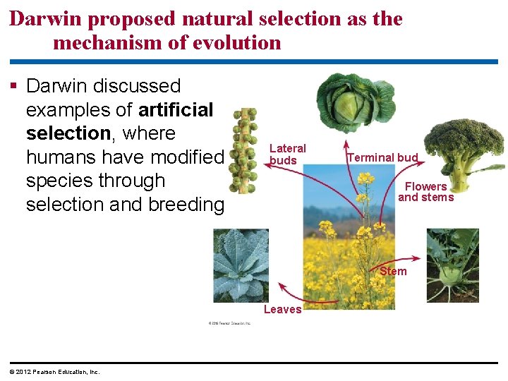Darwin proposed natural selection as the mechanism of evolution Darwin discussed examples of artificial