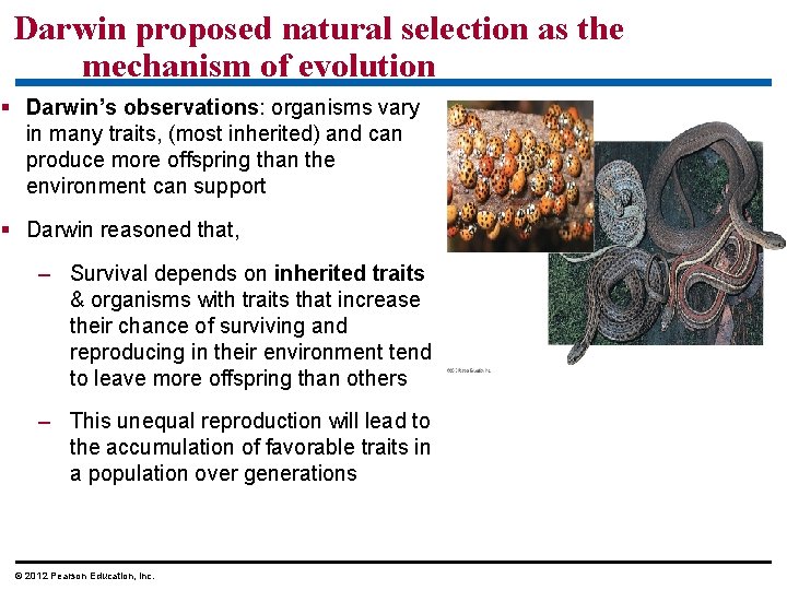 Darwin proposed natural selection as the mechanism of evolution Darwin’s observations: organisms vary in