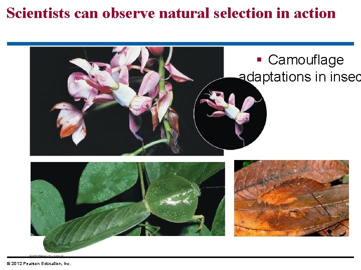Scientists can observe natural selection in action Camouflage adaptations in insec © 2012 Pearson