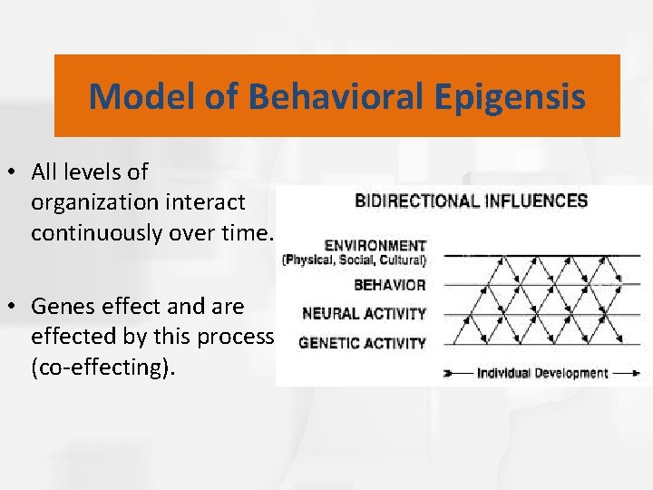 Model of Behavioral Epigensis • All levels of organization interact continuously over time. •