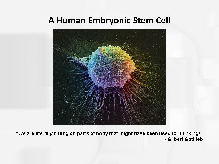 A Human Embryonic Stem Cell “We are literally sitting on parts of body that