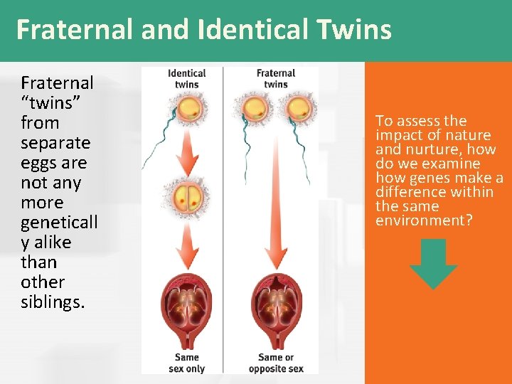 Fraternal and Identical Twins Fraternal “twins” from separate eggs are not any more geneticall