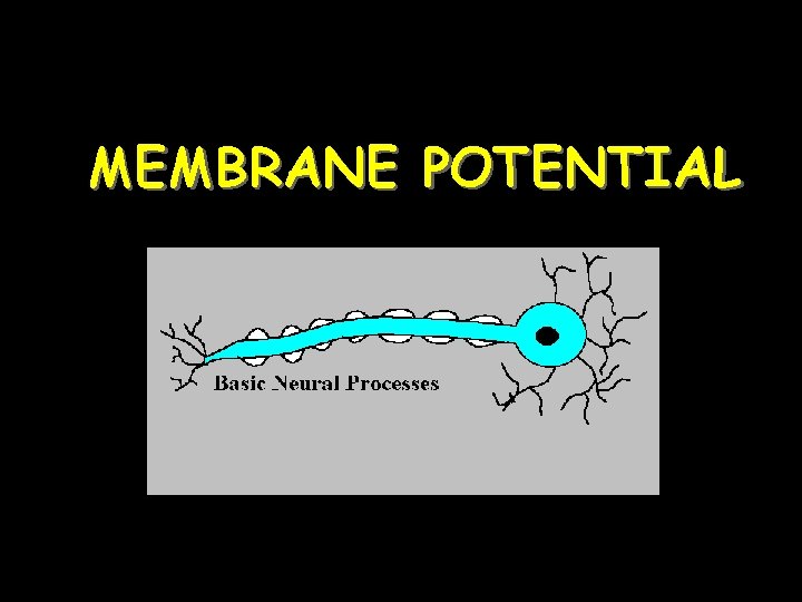  MEMBRANE POTENTIAL 