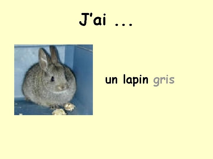 J’ai. . . un lapin gris 