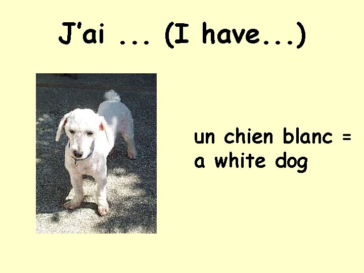 J’ai. . . (I have. . . ) un chien blanc = a white