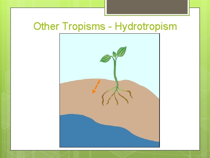 Other Tropisms - Hydrotropism 