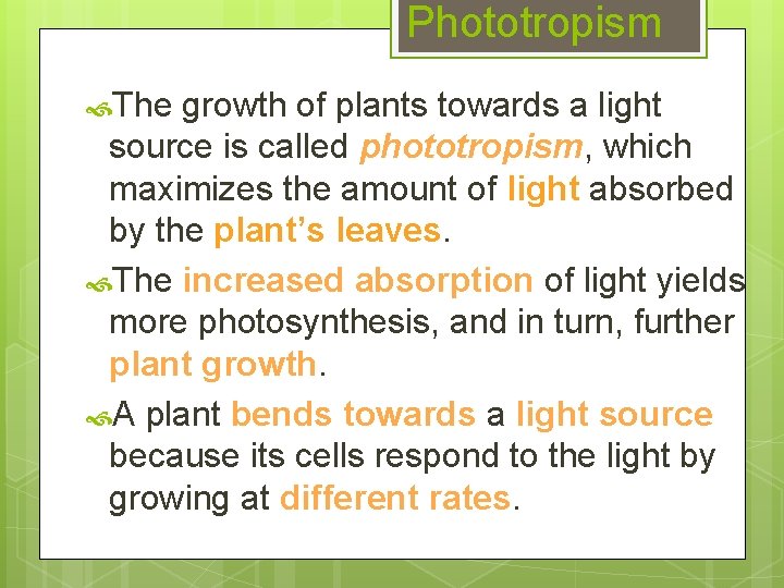 Phototropism The growth of plants towards a light source is called phototropism, which maximizes