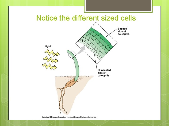 Notice the different sized cells 