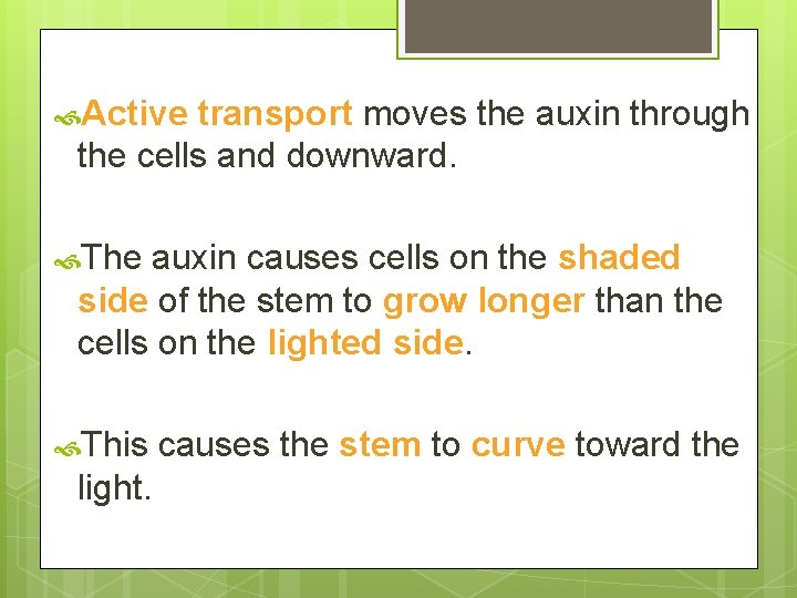  Active transport moves the auxin through the cells and downward. The auxin causes