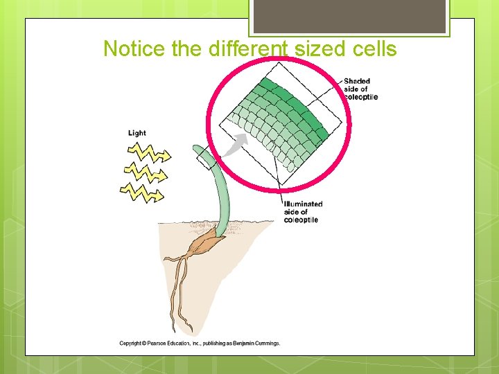 Notice the different sized cells 