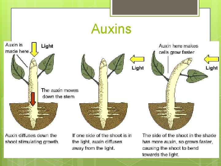 Auxins 