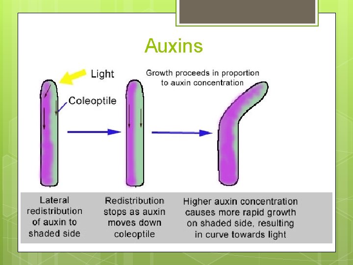 Auxins 