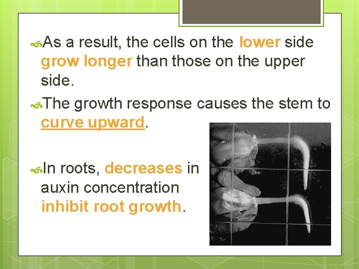  As a result, the cells on the lower side grow longer than those