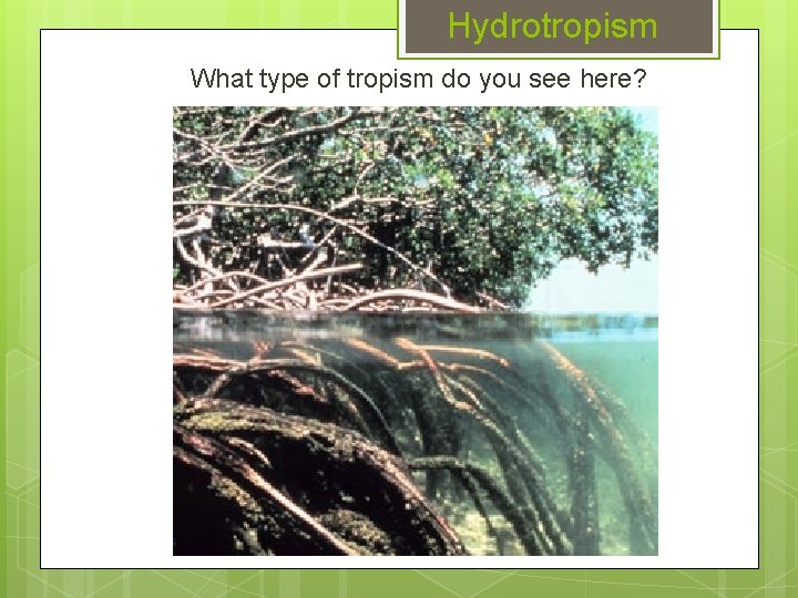 Hydrotropism What type of tropism do you see here? 