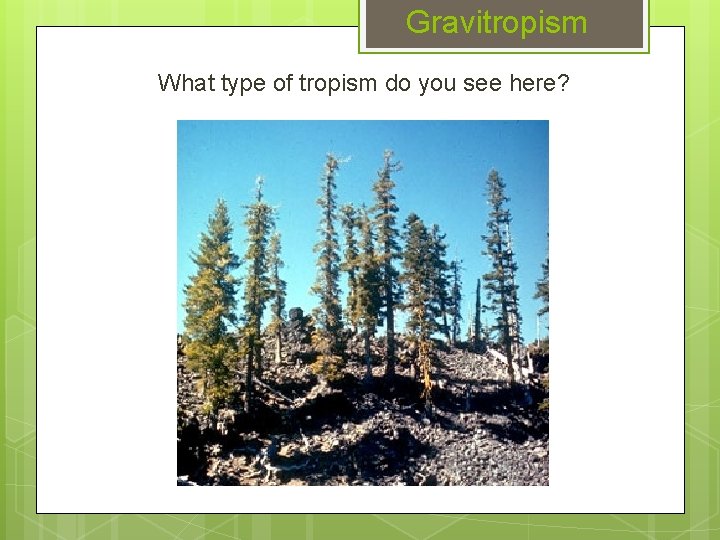 Gravitropism What type of tropism do you see here? 