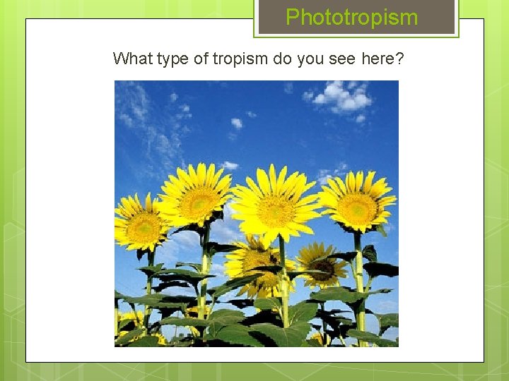 Phototropism What type of tropism do you see here? 