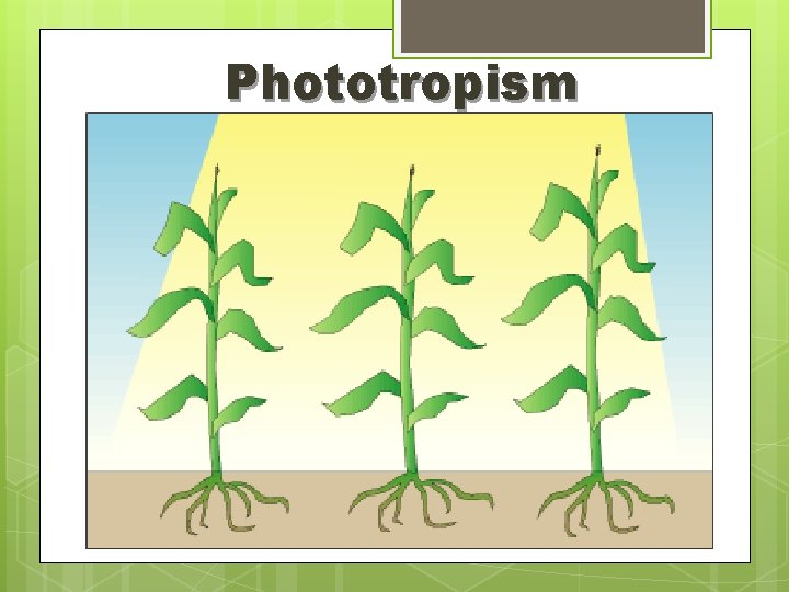 Phototropism 