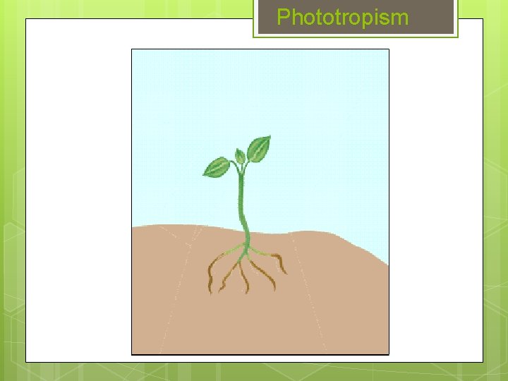 Phototropism 