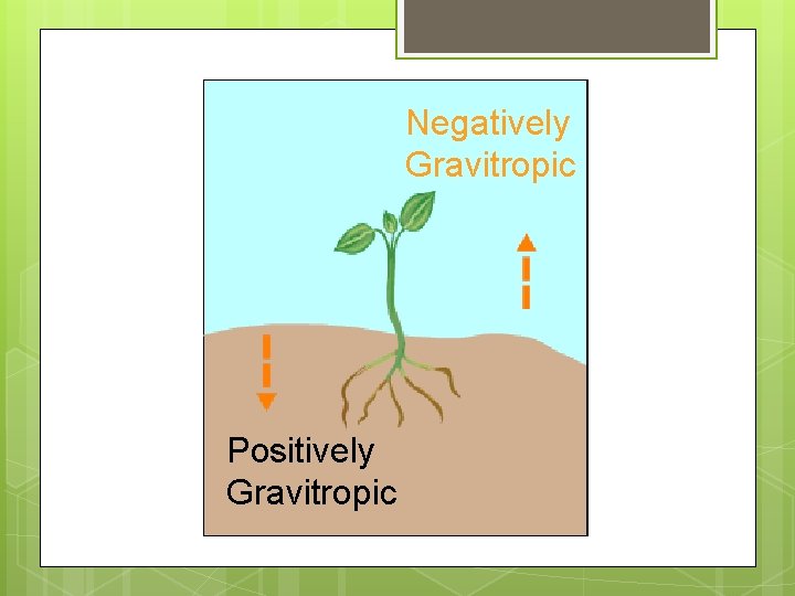 Negatively Gravitropism Gravitropic Positively Gravitropic 