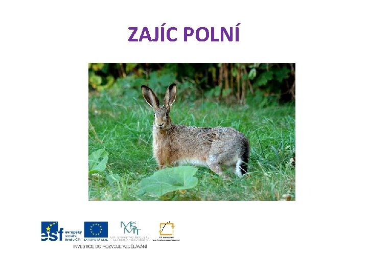 ZAJÍC POLNÍ 