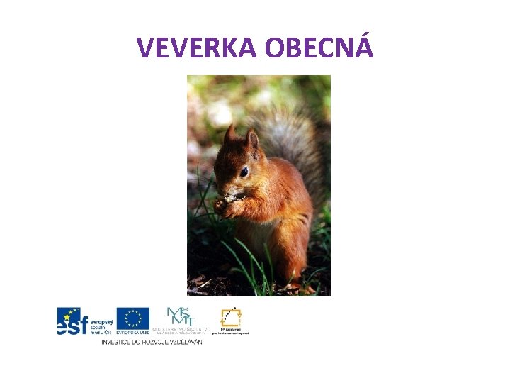 VEVERKA OBECNÁ 