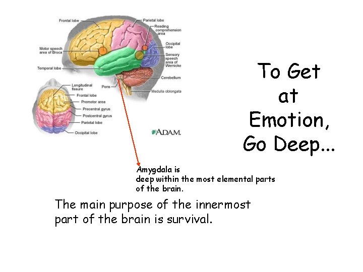 To Get at Emotion, Go Deep. . . Amygdala is deep within the most
