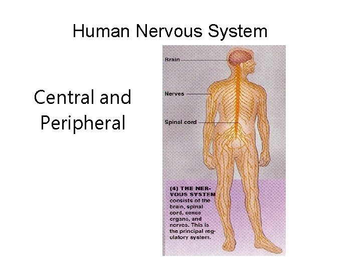 Human Nervous System Central and Peripheral 