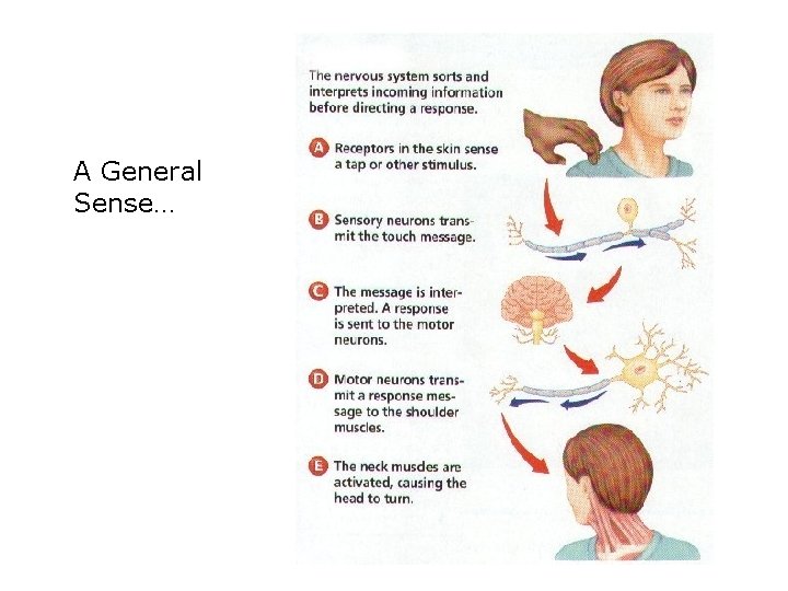 A General Sense… A General Sense…