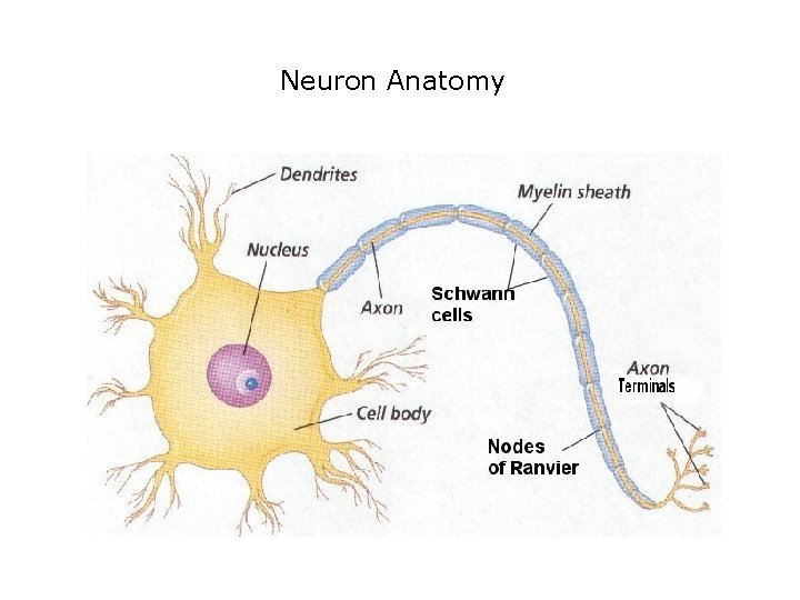 Neuron Anatomy Neuron Anatomy
