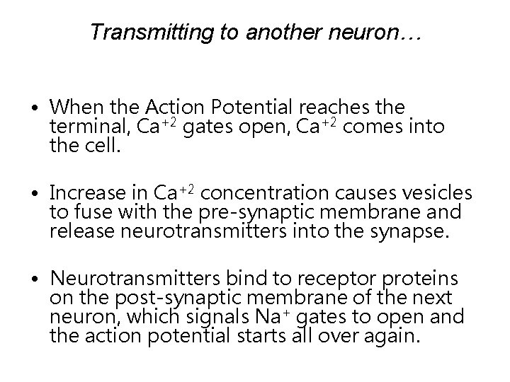 Transmitting to another neuron… • When the Action Potential reaches the terminal, Ca+2 gates Transmitting to another neuron… • When the Action Potential reaches the terminal, Ca+2 gates