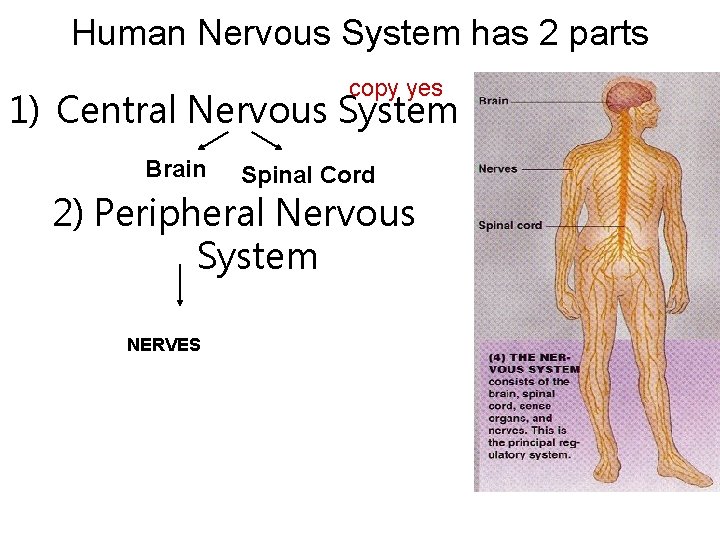 Human Nervous System has 2 parts copy yes 1) Central Nervous System Brain Spinal