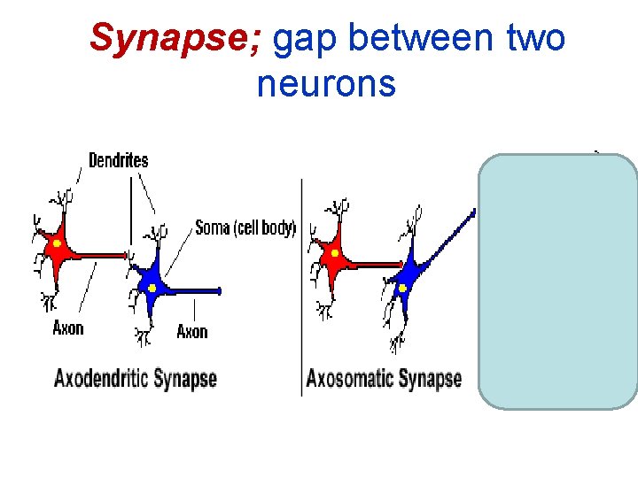Synapse; gap between two neurons Synapse; gap between two neurons