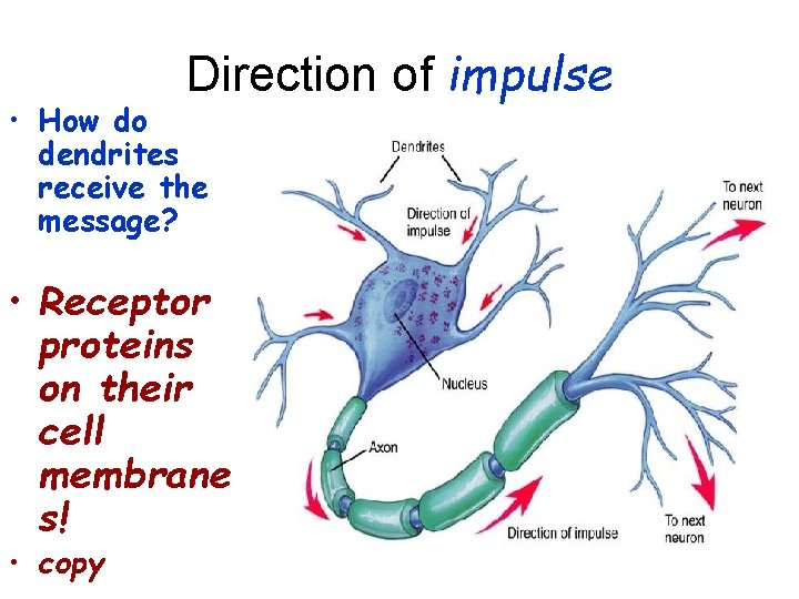 Direction of impulse • How do dendrites receive the message? • Receptor proteins on