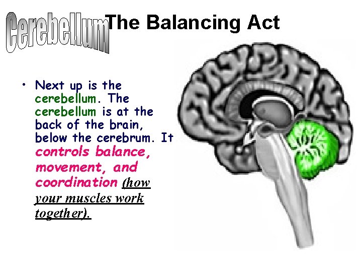  The Balancing Act • Next up is the cerebellum. The cerebellum is at