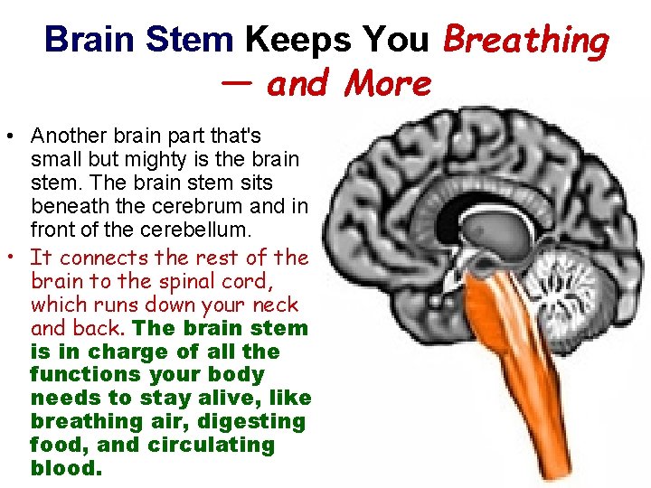 Brain Stem Keeps You Breathing — and More • Another brain part that's small